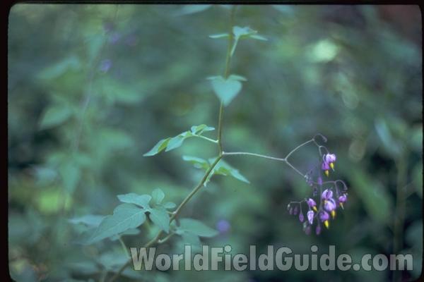 Leaves and Flowers