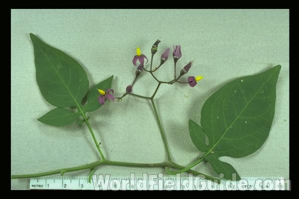 Mounted Leaves and Flowers