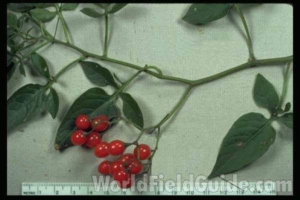 Mounted Leaves and Fruits