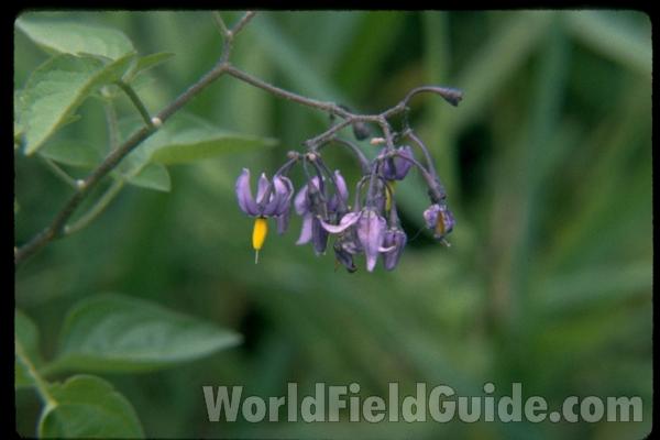 Flowers<br>(Location of Picture: Round Lake, Illinois, USA)