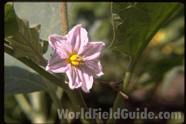 Flower<br>(Location of Picture: Round Lake, Illinois, USA)