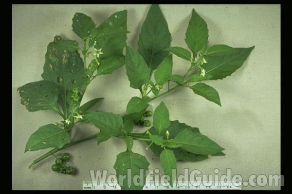 Leaves and Flowers<br>(Location of Picture: Illinois, USA)