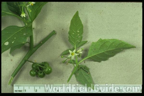 Mounted - Fruits, Leaves, and Flowers