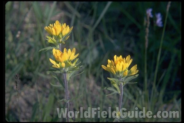 Yellow<br>(Location of Picture: Zion, Illinois, USA)