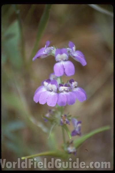 <br>(Location of Picture: Southern California, USA)<br>(Location of Picture: California, USA)