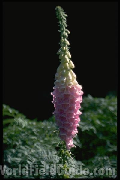 Flowers - Side View - Close<br>(Location of Picture: Rockport, Wa, USA, 2013)<br>(Location of Picture: Okanogan, Washington, USA)<br>(Location of Picture: Washington, USA)<br>(Location of Picture: Washington, USA)