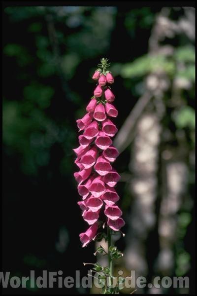 Flowers - Side View - Close<br>(Location of Picture: Rockport, Wa, USA, 2013)<br>(Location of Picture: Okanogan, Washington, USA)<br>(Location of Picture: Washington, USA)