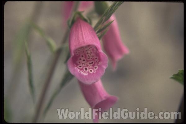 Flowers - Side View - Close<br>(Location of Picture: Rockport, Wa, USA, 2013)<br>(Location of Picture: Okanogan, Washington, USA)