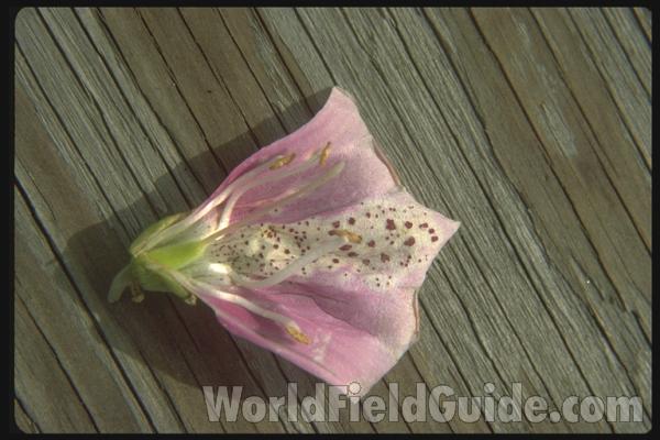 Flower - Cut Open<br>(Location of Picture: Washington, USA)<br>(Location of Picture: Seattle, Washington)<br>(Location of Picture: Okanogan, Washington)