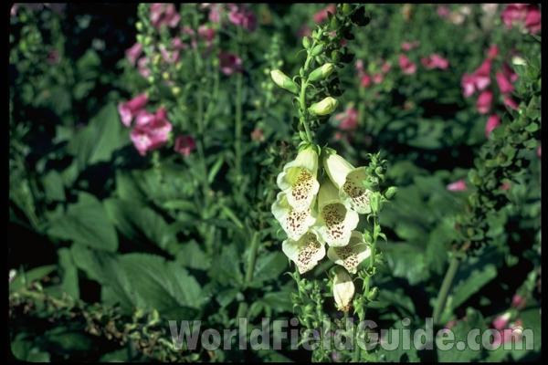 <br>(Location of Picture: Whitnal Botanic Garden, Wi, USA)<br>(Location of Picture: Whitnal Botanic Garden, Wi, USA)<br>(Location of Picture: Whitnal Botanic Garden, Wi, USA)