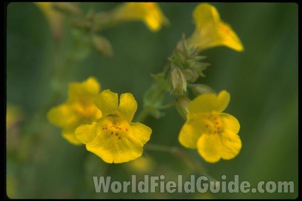 <br>(Location of Picture: Little Goose Lake, Wa, USA)<br>(Location of Picture: Little Goose Lake, Wa, USA)<br>(Location of Picture: Leader Lake, Washington, USA)