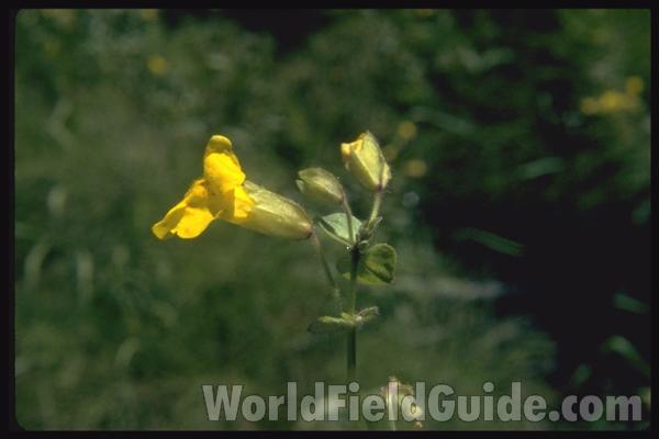 <br>(Location of Picture: Little Goose Lake, Wa, USA)<br>(Location of Picture: Little Goose Lake, Wa, USA)<br>(Location of Picture: Leader Lake, Washington, USA)<br>(Location of Picture: Leader Lake, Washington, USA)