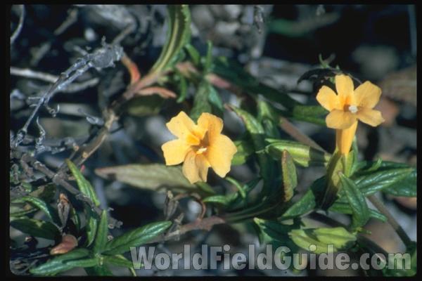 <br>(Location of Picture: Catalina Isle, California, USA)<br>(Location of Picture: Southern California, USA)<br>(Location of Picture: Big Sur, California, USA)