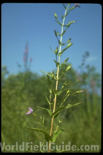 Flower<br>(Location of Picture: Round Lake, Illinois)<br>(Location of Picture: Illinois, USA)