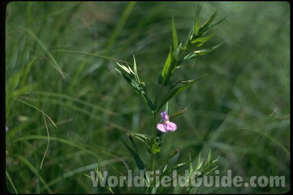 Flower<br>(Location of Picture: Round Lake, Illinois)<br>(Location of Picture: Illinois, USA)<br>(Location of Picture: Round Lake, Illinois)