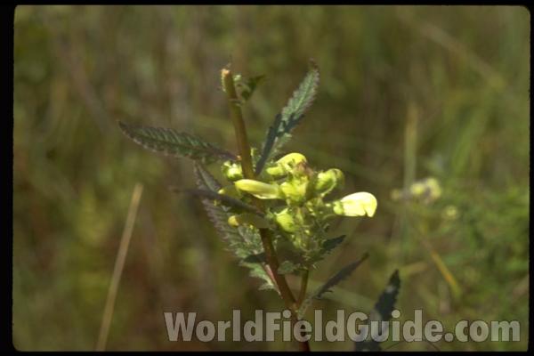 Silhouette by Parts - Line Drawing<br>(Origin of the Specimen: Britton and Brown)<br>(Location of Picture: Zion, Illinois, USA)