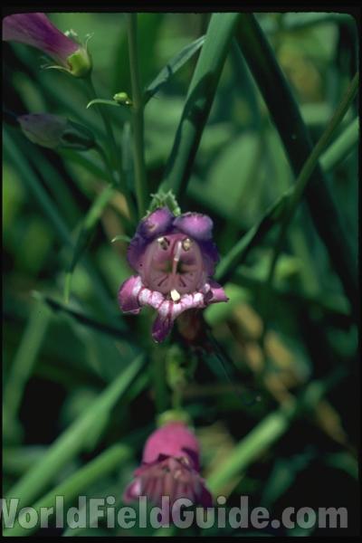 Flower - Front View<br>(Location of Picture: Garden, Morraine Hills, Illinois)<br>(Location of Picture: Garden, Chicago, Illinois, USA)