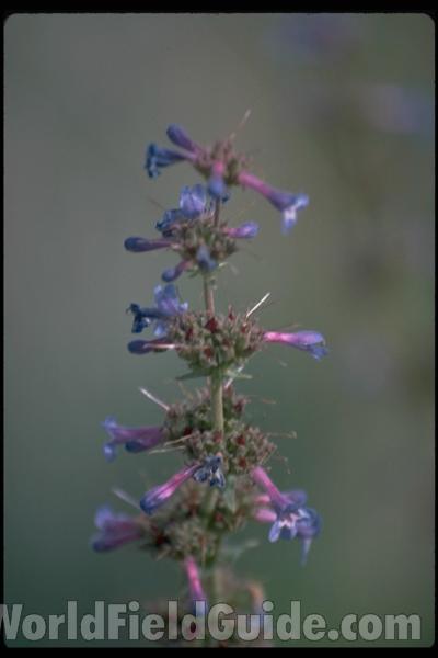 Flower<br>(Location of Picture: Okanogan, Washington, USA)<br>(Location of Picture: Oregon, USA)