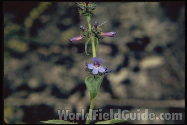 Flower Head<br>(Location of Picture: Okanogan, Washington, USA)<br>(Location of Picture: Slate Peak, Washington, USA)<br>(Location of Picture: Washington, USA)<br>(Location of Picture: Washington, USA)