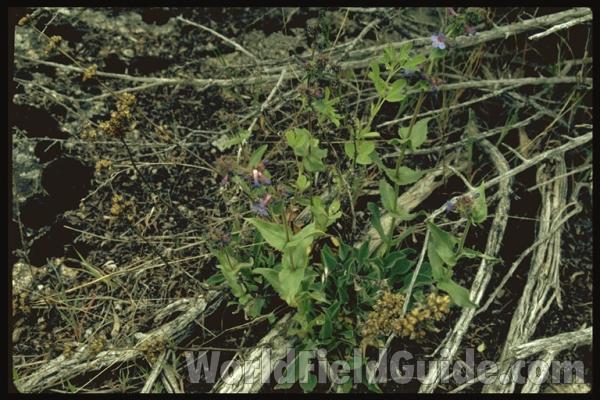 Flower Head<br>(Location of Picture: Okanogan, Washington, USA)<br>(Location of Picture: Slate Peak, Washington, USA)<br>(Location of Picture: Washington, USA)