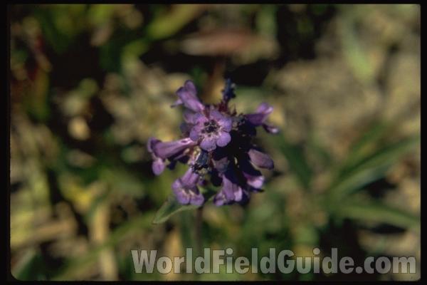 Flower Head<br>(Location of Picture: Okanogan, Washington, USA)<br>(Location of Picture: Slate Peak, Washington, USA)