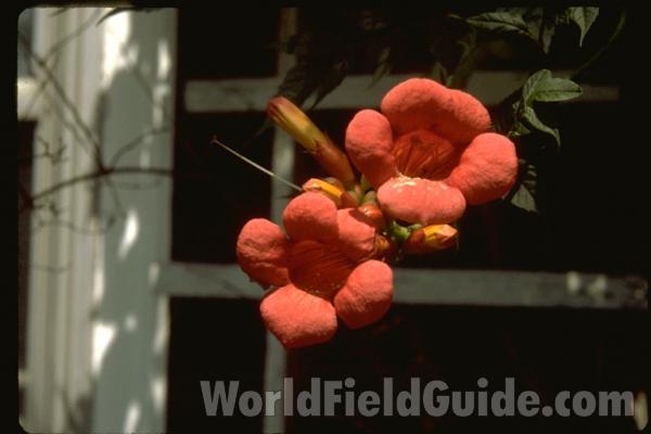 Garden<br>(Location of Picture: Round Lake, Illinois, USA)