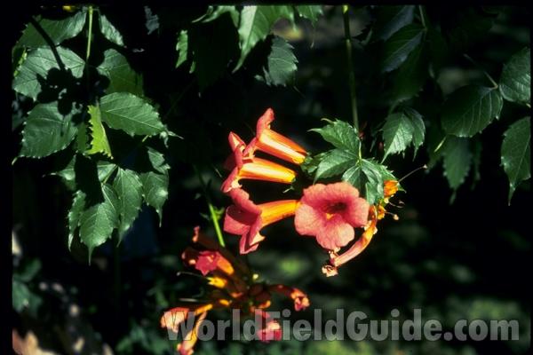 Garden<br>(Location of Picture: Washington, USA)