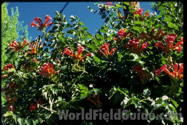 Garden<br>(Location of Picture: Washington, USA)