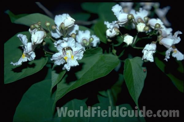 Leaves and Flowers<br>(Location of Picture: Ornamental, Round Lake, Il, USA)