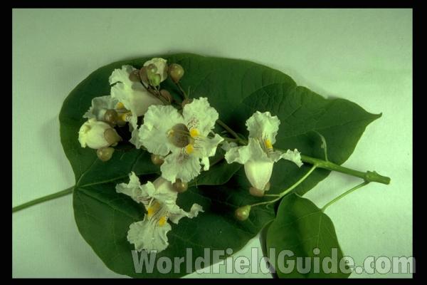 Mounted Leaves and Flowers<br>(Origin of the Specimen: Ornamental, Round Lake, Il, USA)