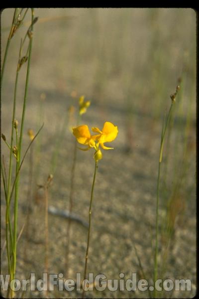 Flower<br>(Location of Picture: Indiana Dunes, Indiana, USA)