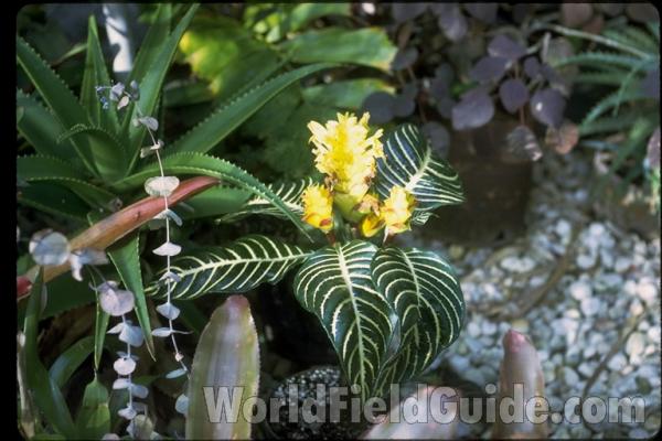 Top Of Plant in  Bloom