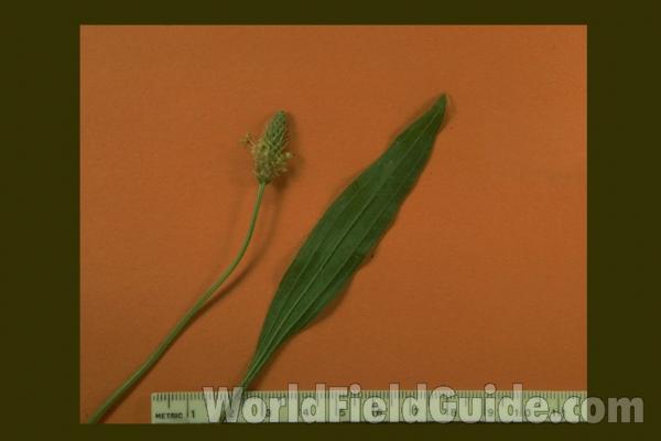 Mounted Leaf and Head<br>(Origin of the Specimen: Round Lake, Il, USA)