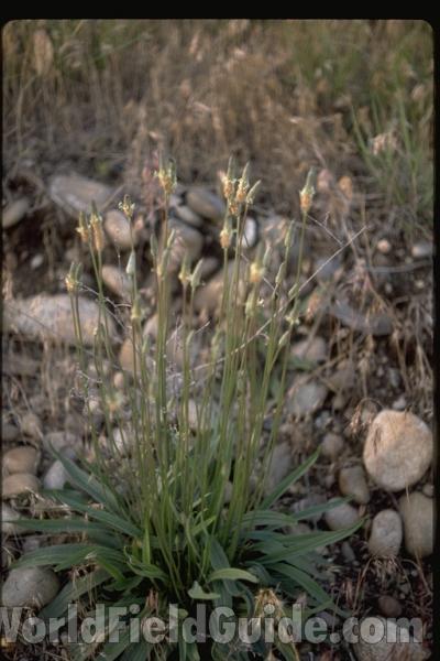 Habitat<br>(Location of Picture: Rufus Wood Lake, Wa, USA)