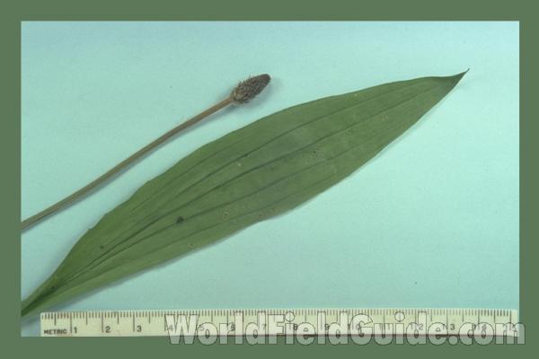 Mountd Leaf and Head<br>(Origin of the Specimen: Round Lake, Il, USA)