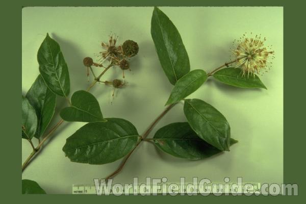 Mounted Top Of Plant in  Bloom<br>(Origin of the Specimen: Round Lake, Il, USA)