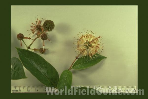 Mounted Flower Head<br>(Origin of the Specimen: Round Lake, Il, USA)