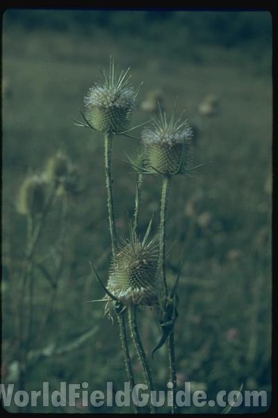 Flower Head Showing Seeds<br>(Location of Picture: Sweden, Europe)