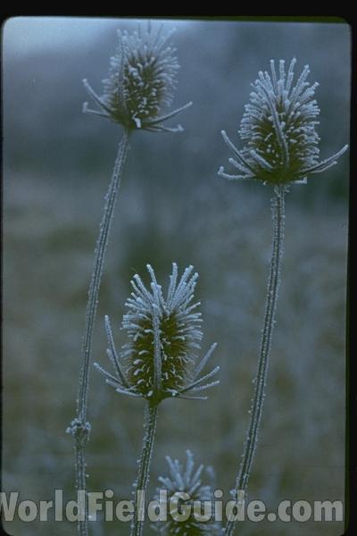 Winter Head<br>(Location of Picture: Sweden, Europe)
