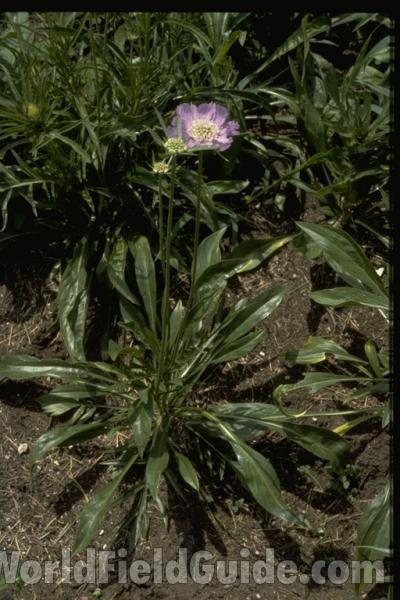 Silhouette<br>(Location of Picture: Illinois, USA)