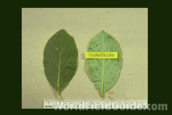 Leaves<br>(Origin of the Specimen: North East Illinois, USA)
