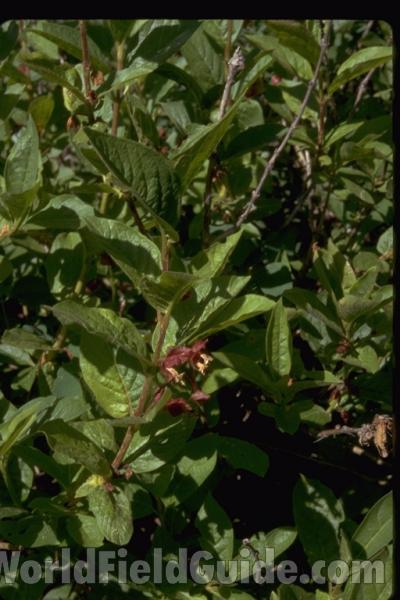 Leaves and Flower<br>(Location of Picture: Washington, USA)