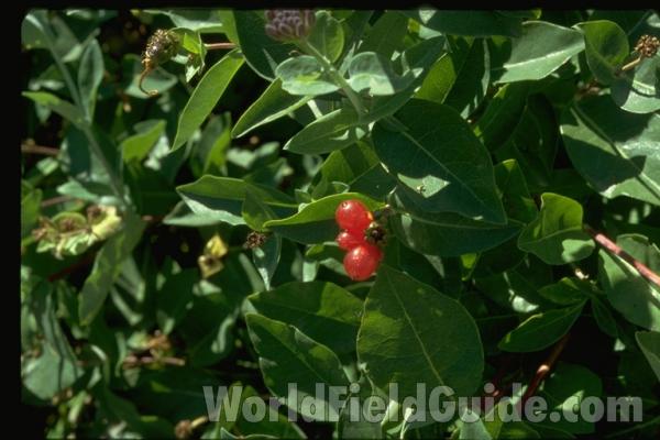 Fruit<br>(Location of Picture: Okanogan, Washington, USA)