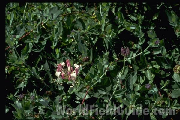 Flowers and Leaves<br>(Location of Picture: Okanogan, Washington, USA)