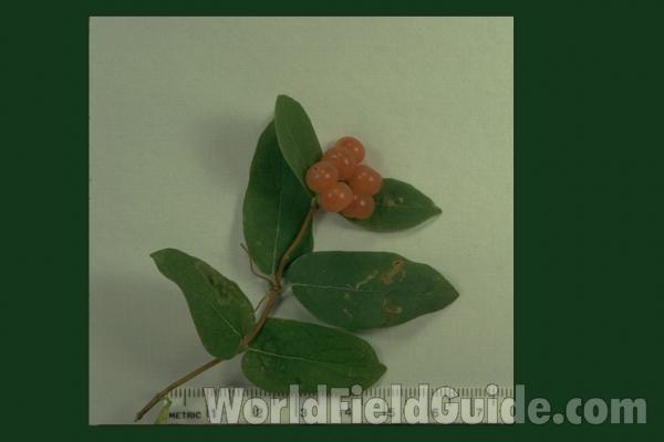 Mounted Orange Berry<br>(Origin of the Specimen: Round Lake, Il, USA)