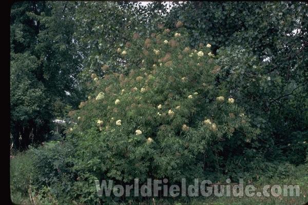 Silhouette<br>(Location of Picture: Round Lake, Illinois, USA)