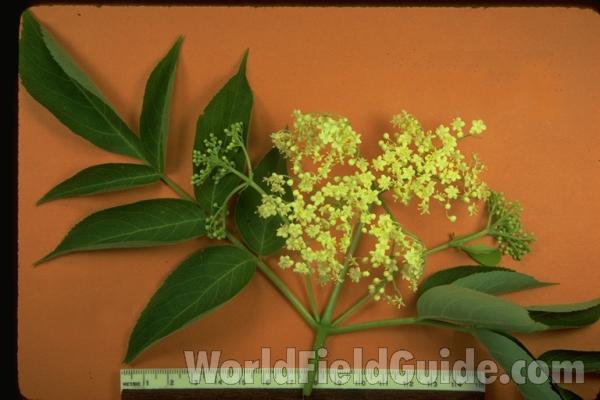 Mounted Flower and Leaves<br>(Origin of the Specimen: Round Lake, Il, USA)