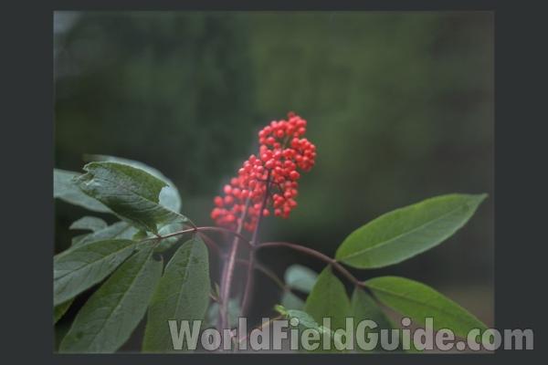 Fruits<br>(Location of Picture: Concrete, Washington, USA)