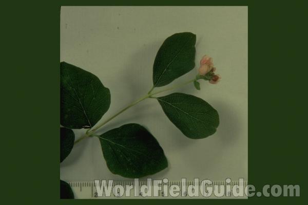 Flower<br>(Origin of the Specimen: Round Lake, Illinois, USA)