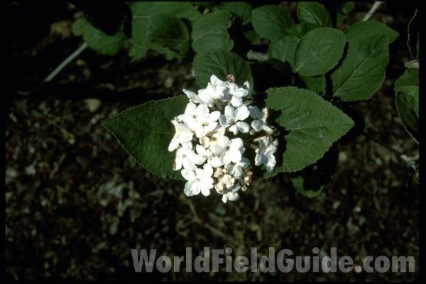 Flowers<br>(Location of Picture: Glencoe Botanic Gardens, Il, USA)